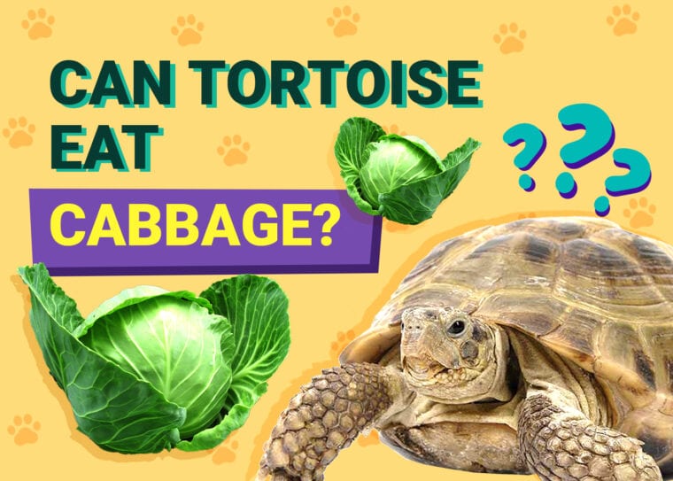 Can Tortoises Eat Cabbage
