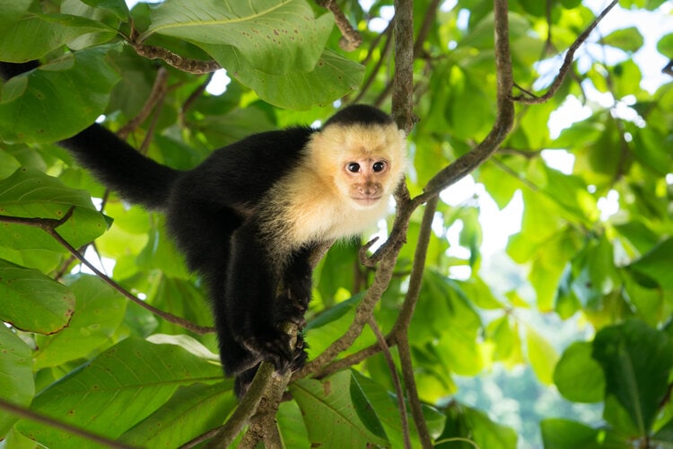 capuchin-monkey