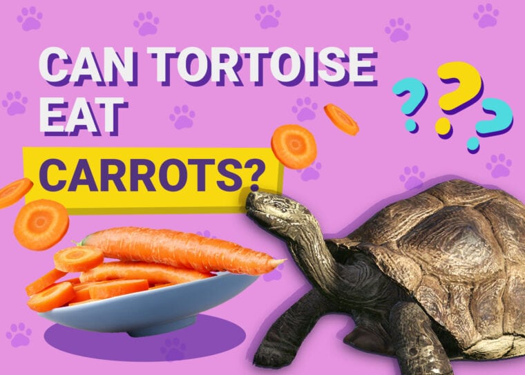 Can Tortoises Eat Carrots
