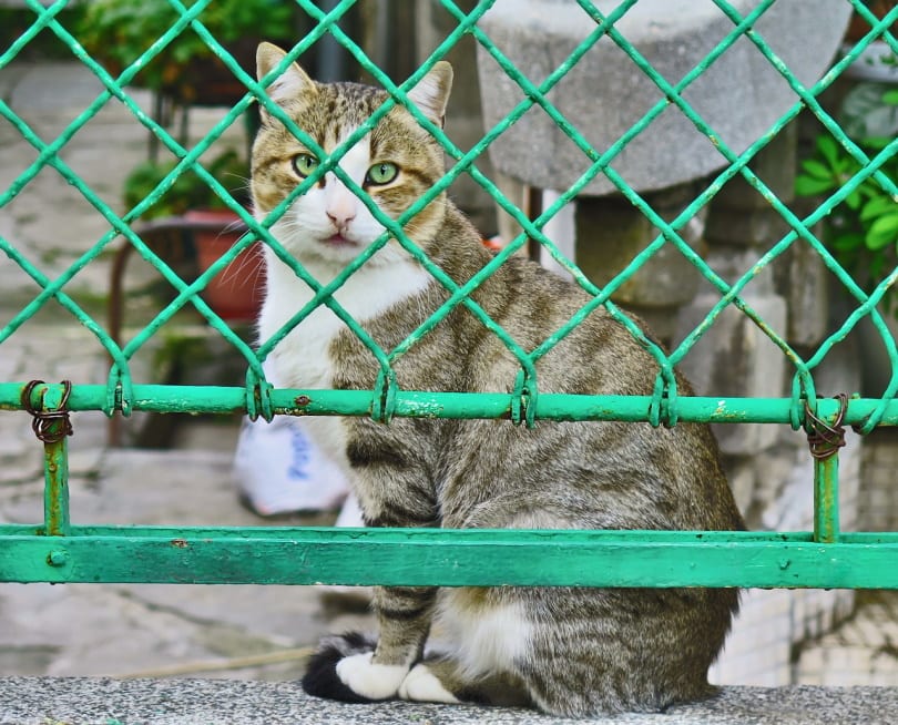 cat behind a wire fence