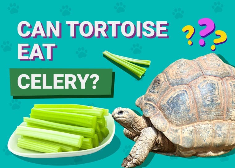 Can Tortoises Eat Celery