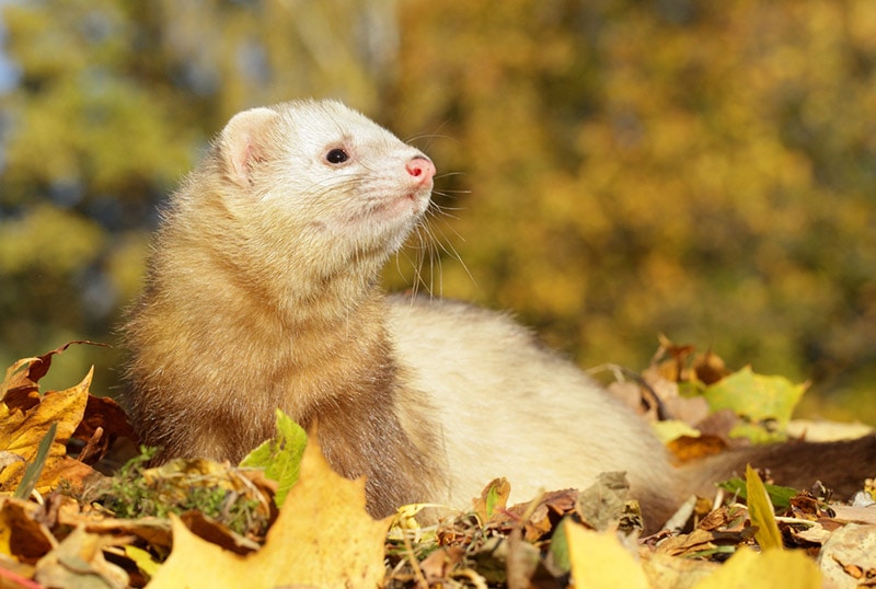 champagne ferret playing on autumn leaves