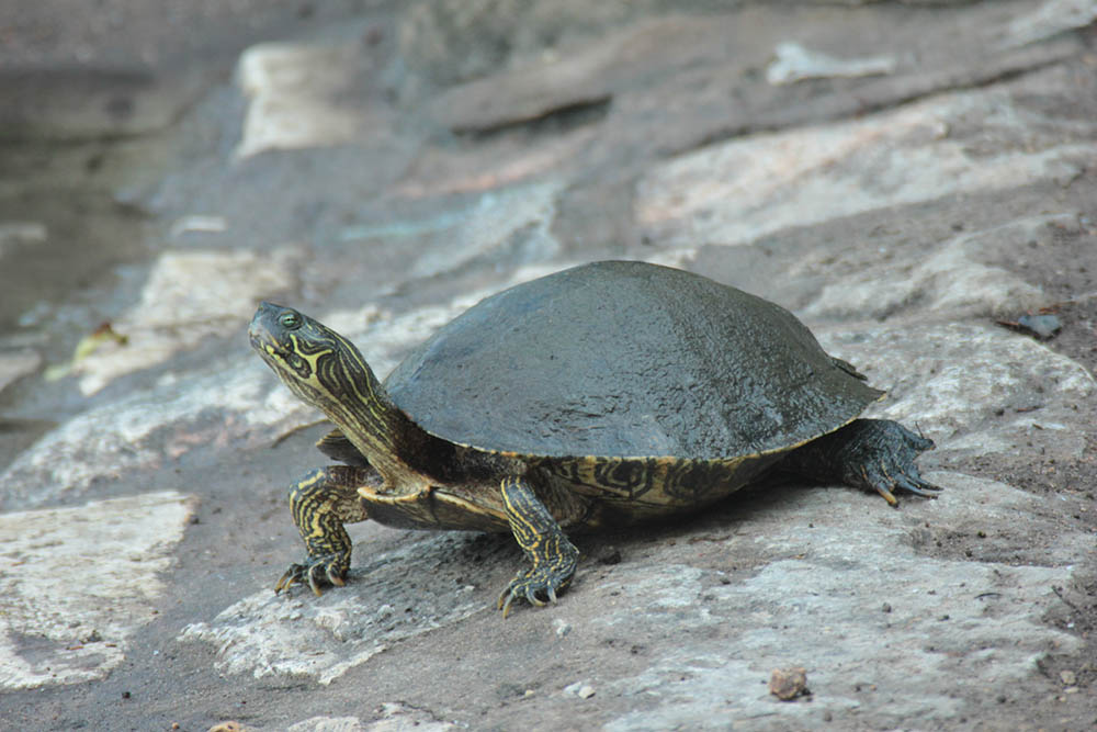 Can Turtles Run? Information & FAQ (With Velocity Comparability Chart ...