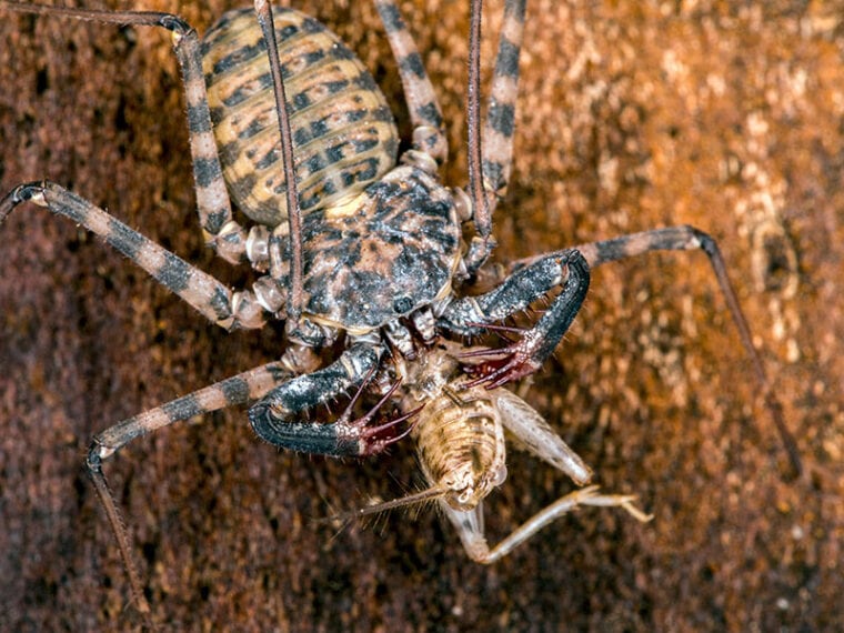 close-up of a young tailless whip scorpion, Damon diadema, feeding on a cricket, on bark