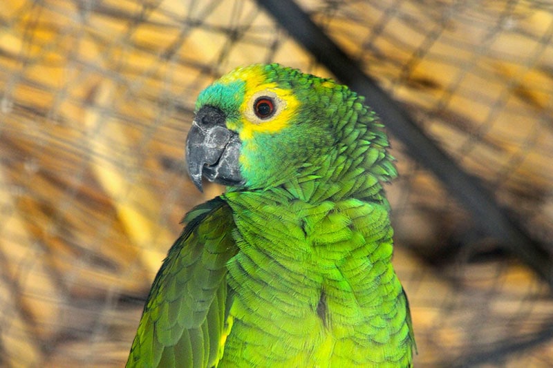 close up of an amazon parrot bird