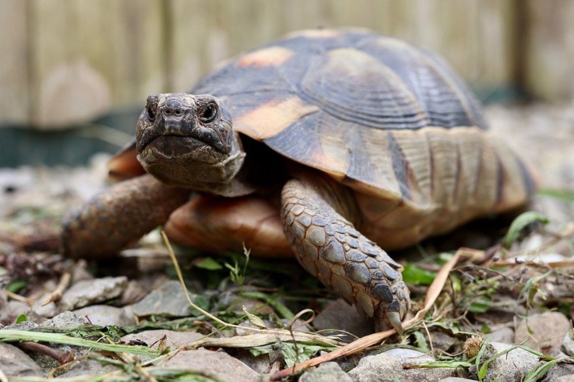 closeup of Greek tortoise