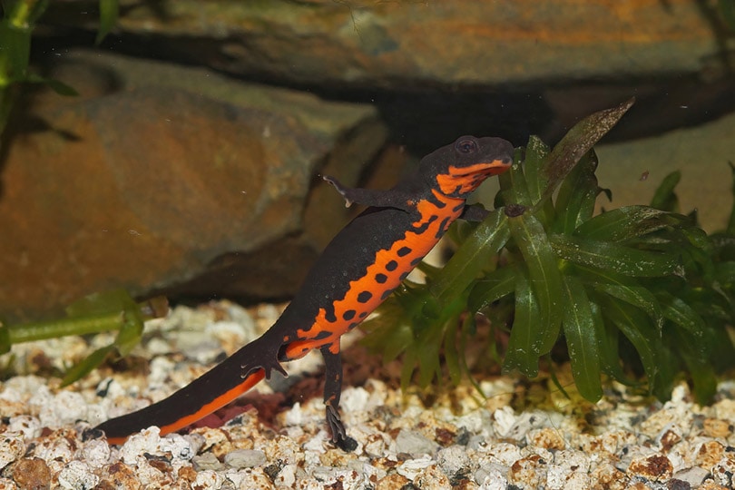 closeup of a Chinese fire belly newt in an aquarium