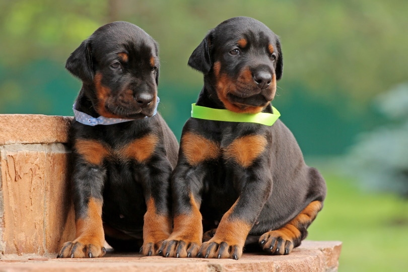 doberman puppies sitting