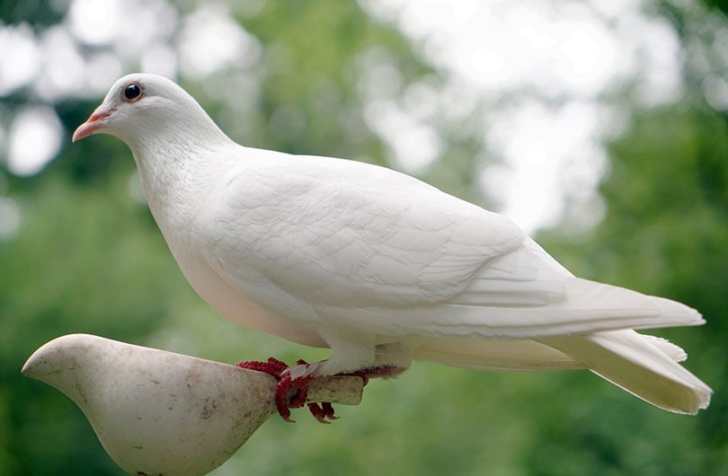 dove on a bird feeder