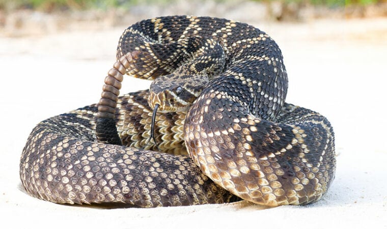 eastern diamond back rattlesnake coiled in defensive strike pose with tongue out
