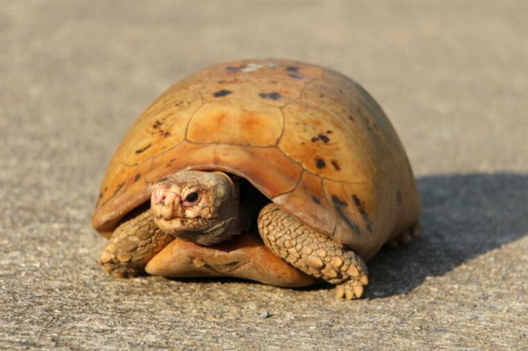 elongated tortoise in the nature