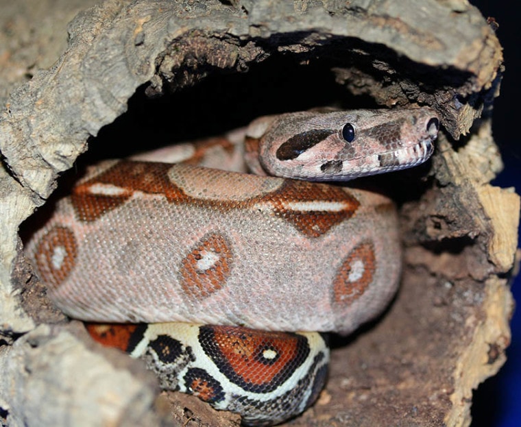 emperor snake hiding in a tree log