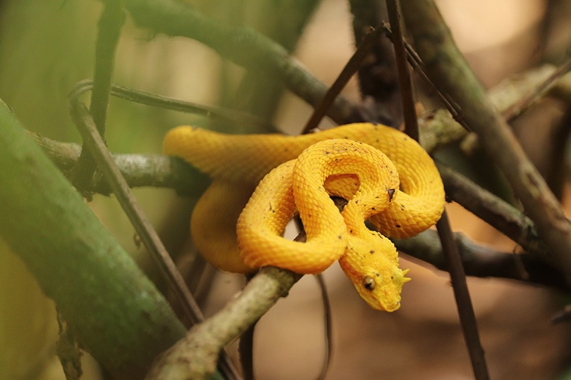 eyelash pit viper curling on tree branches
