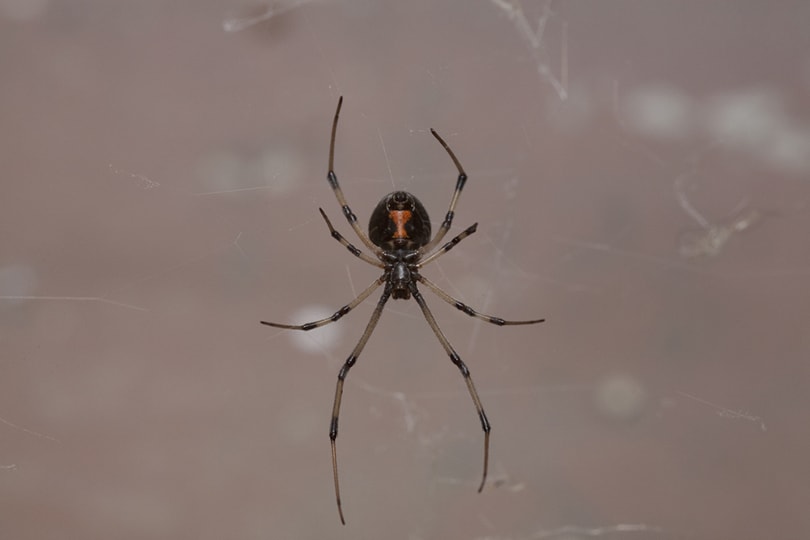 female Western Black Widow spider