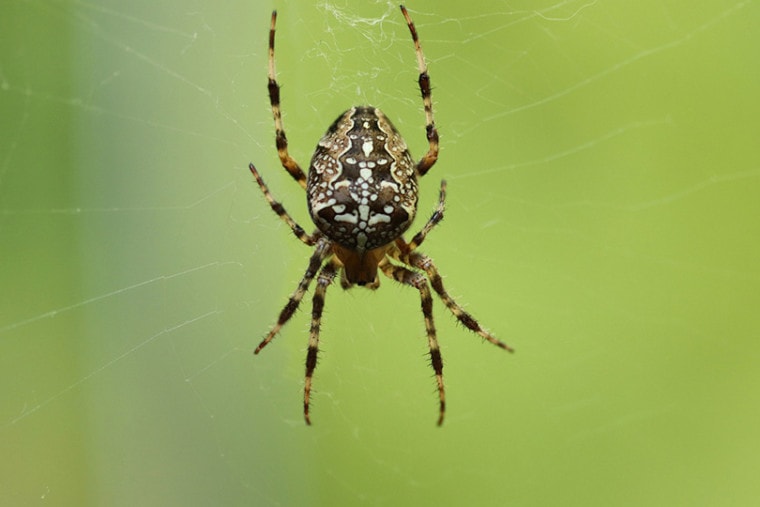 garden spider on its web