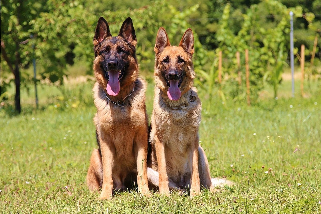 High 10 Most Common Canine Breeds in Canada in 2022