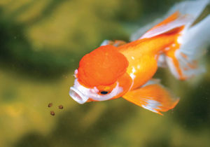 goldfish eating granules treat