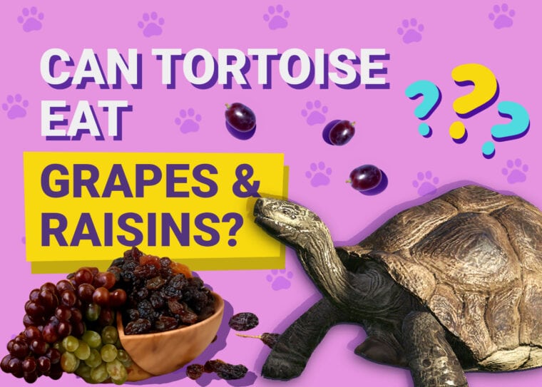 Can Tortoises Eat Grapes & Raisins