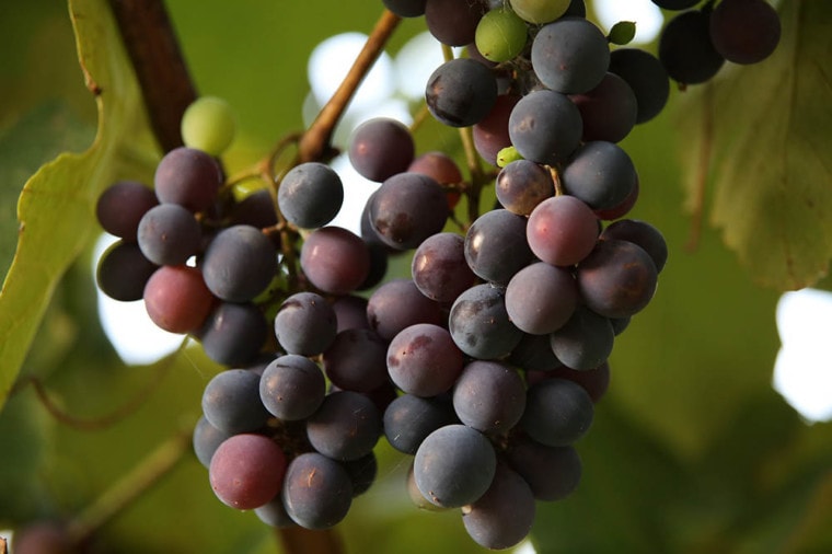 grapes in the tree