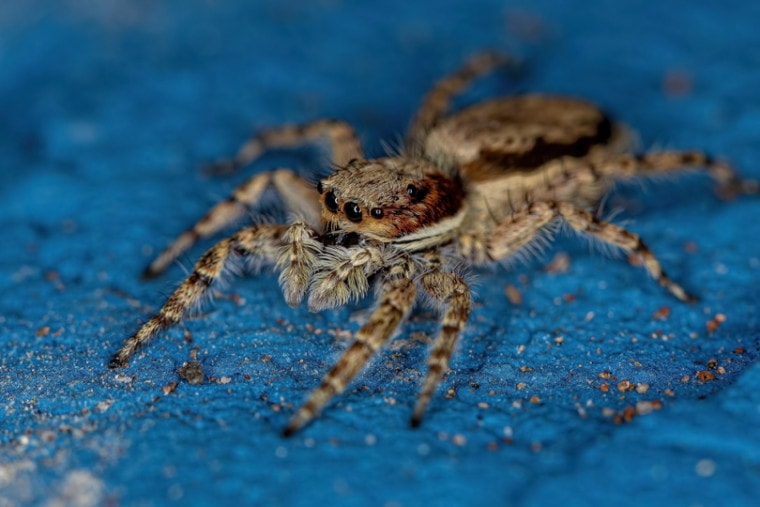 grey wall jumping spider on blue background