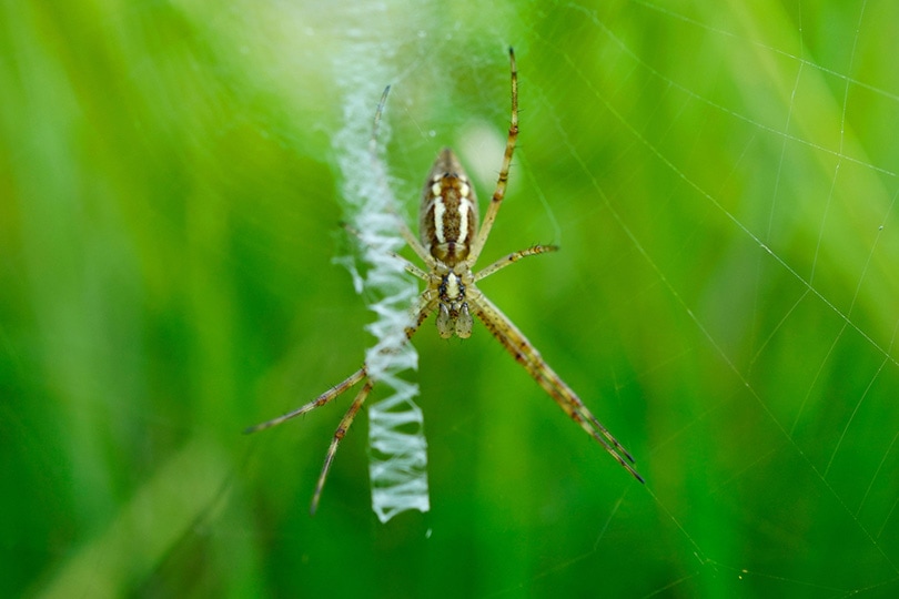 hammock spider on its cobweb
