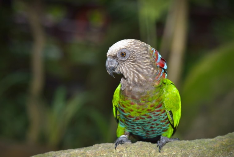 hawk headed parrot
