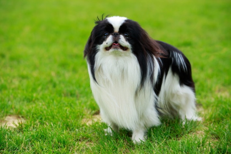 japanese chin in grass