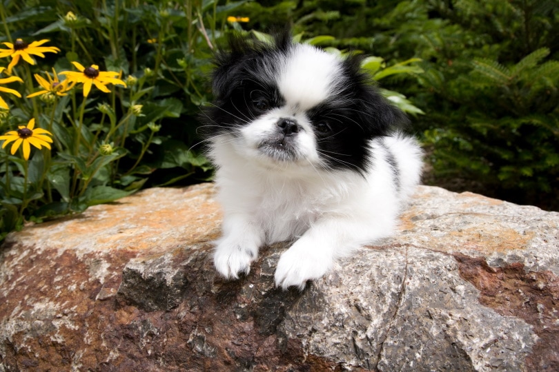 japanese chin puppy lying on the rock