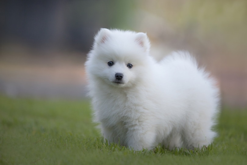 japanese spitz standing in the grass