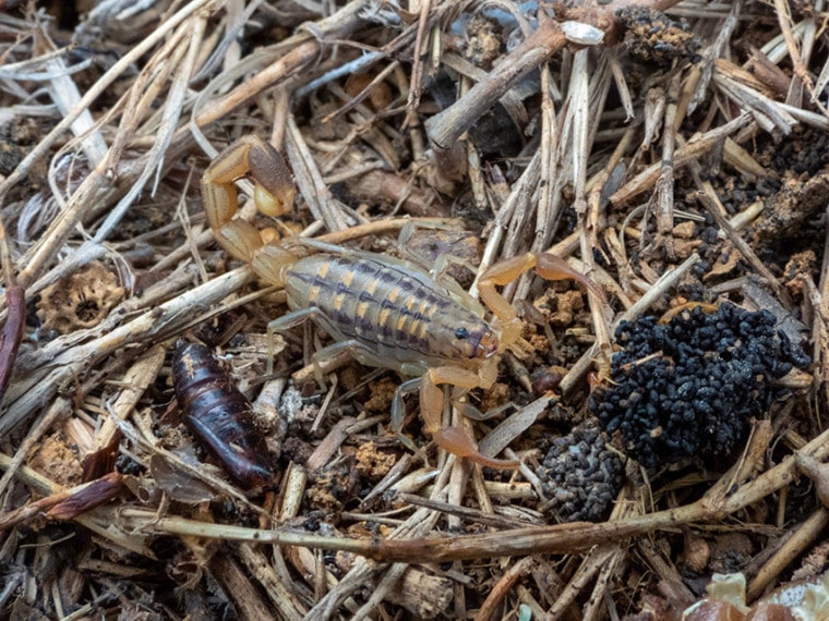 lesser brown scorpion