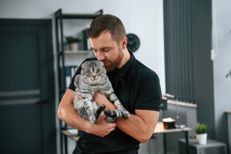 man holding scottish fold gray tabby cat