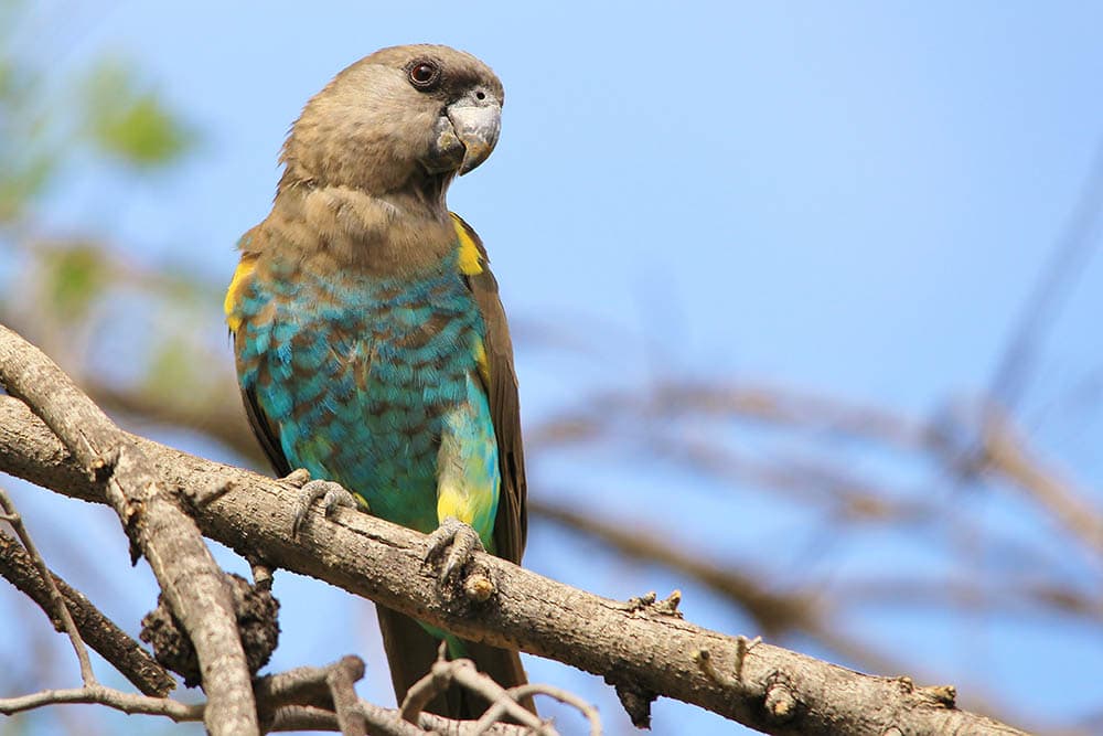 Meyer's Parrot in the tree