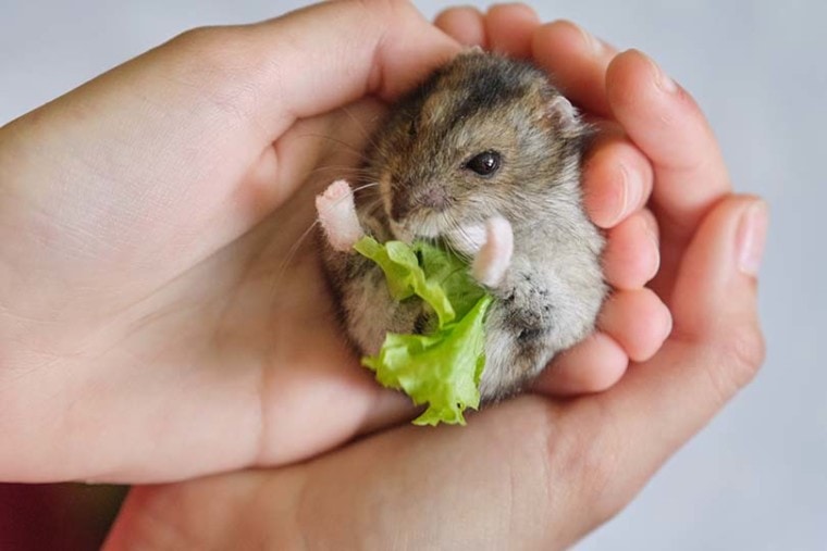 mice eat lettuce