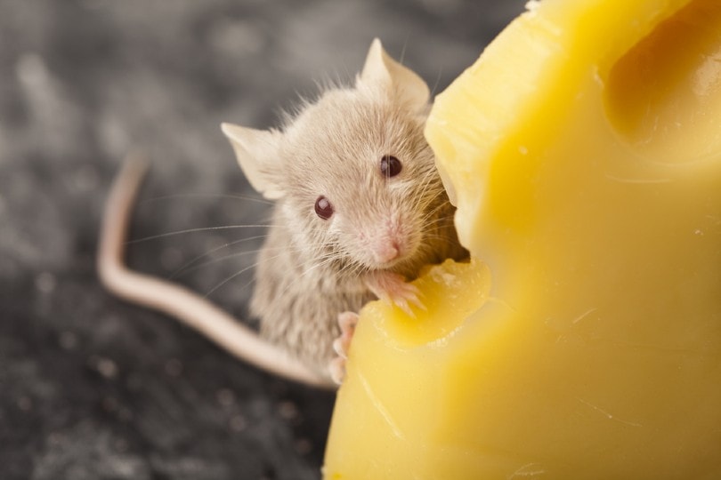 mouse eating cheese