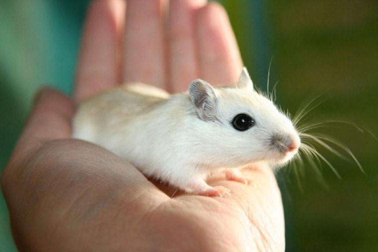 mouse on hand