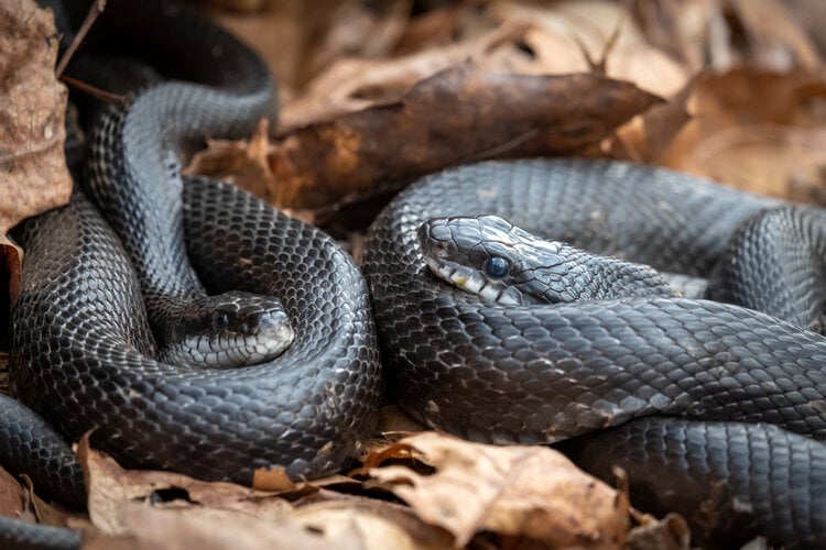 pair of black eastern rata snakes