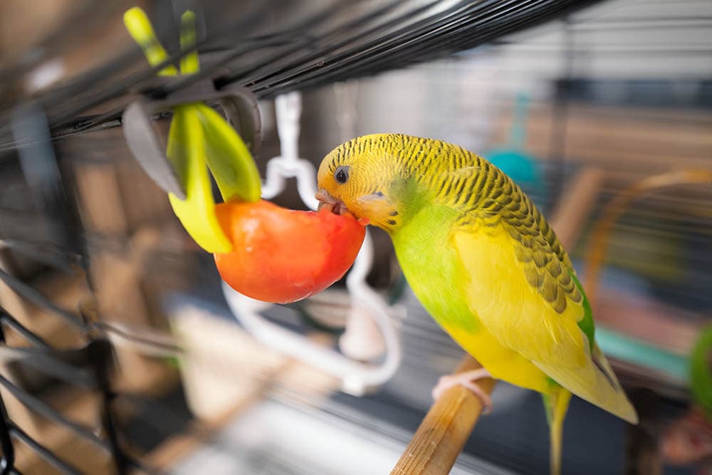 parakeet eating sliced tomato