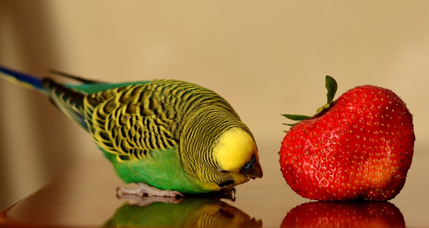 parakeet eating strawberry