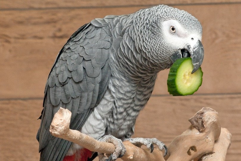 parrot eating cucumber