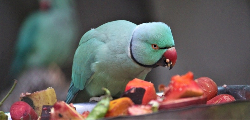 parrot eating fruits on a table