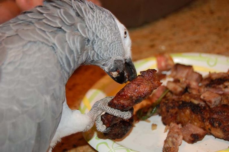 Can Parrots Eat Chicken? What You Need to Know! | Pet Keen
