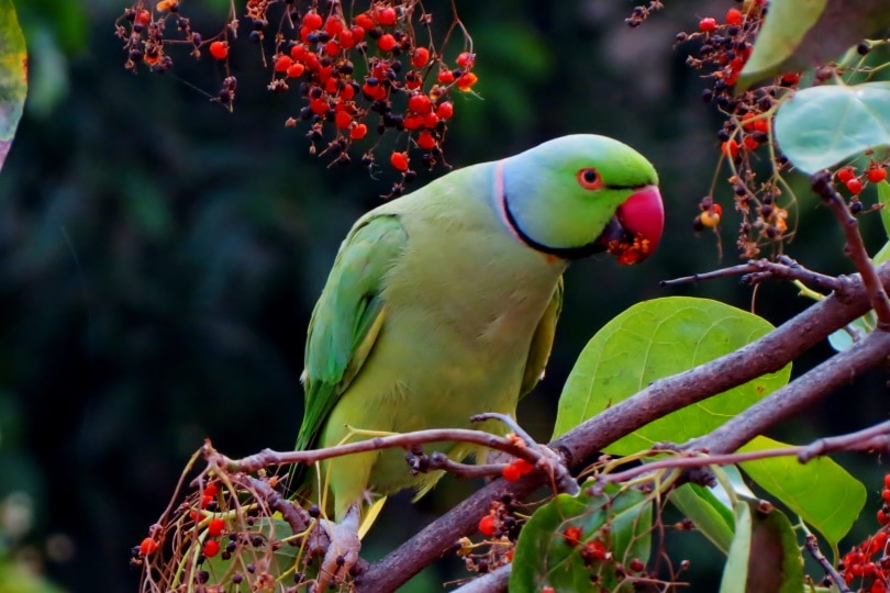 parrot perching on tree branch