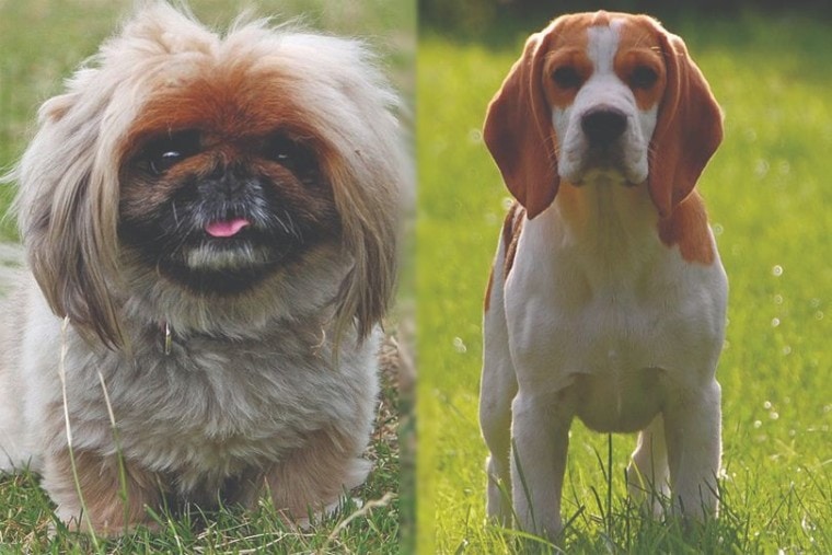pekingese vs Beagle Mix Breed