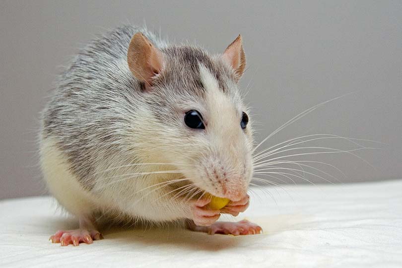 pet rat eating mango