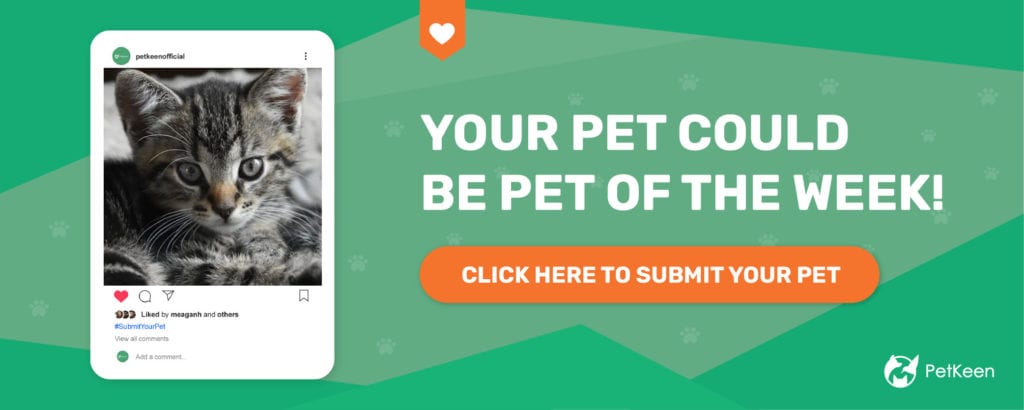 submit a pet pk cat