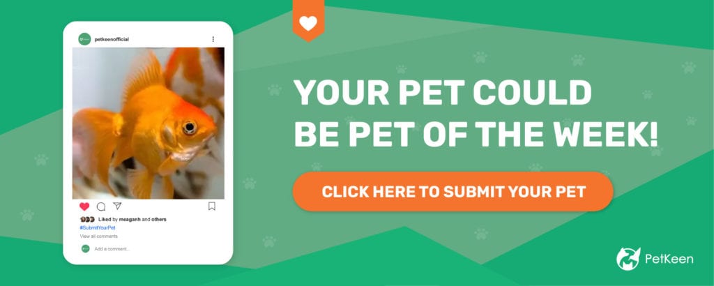 submit a pet pk fish