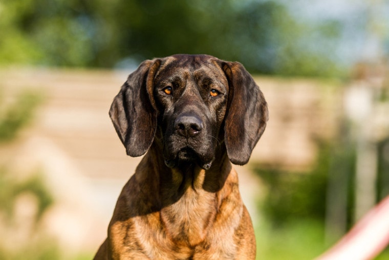 portrait of hanover hound