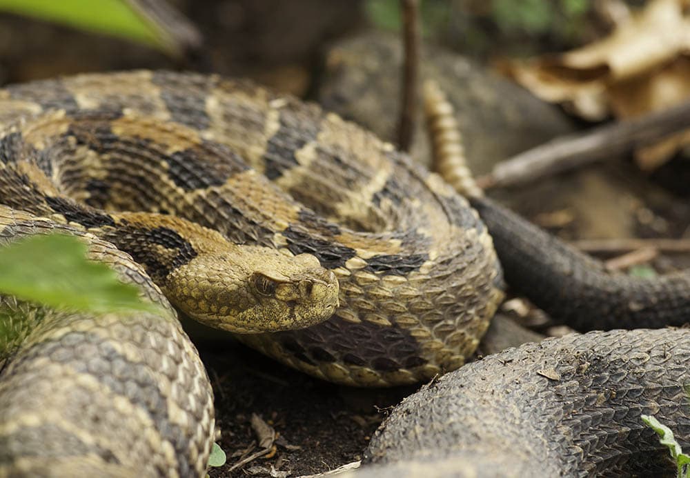 15 Snakes Found in Maryland (with Pictures) | Pet Keen