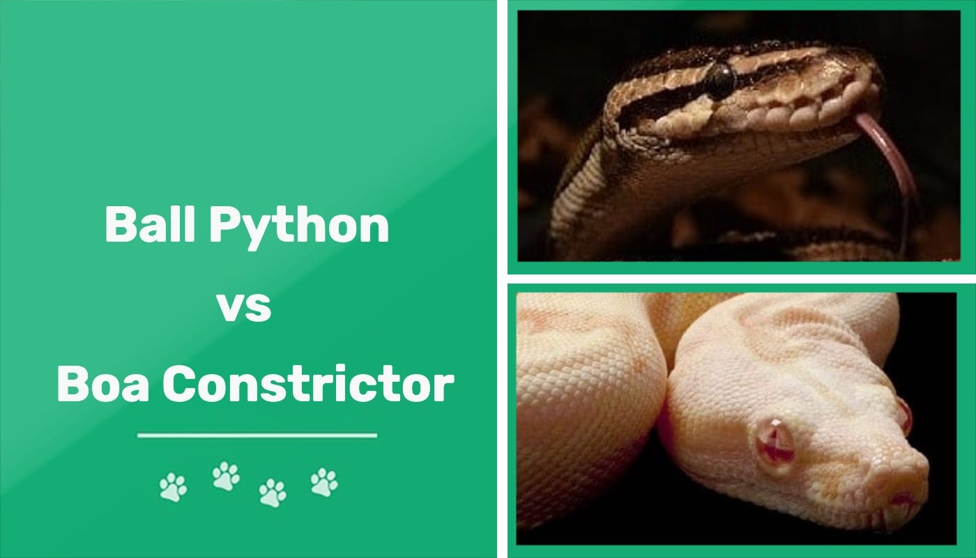 Boa Constrictor Vs Burmese Python