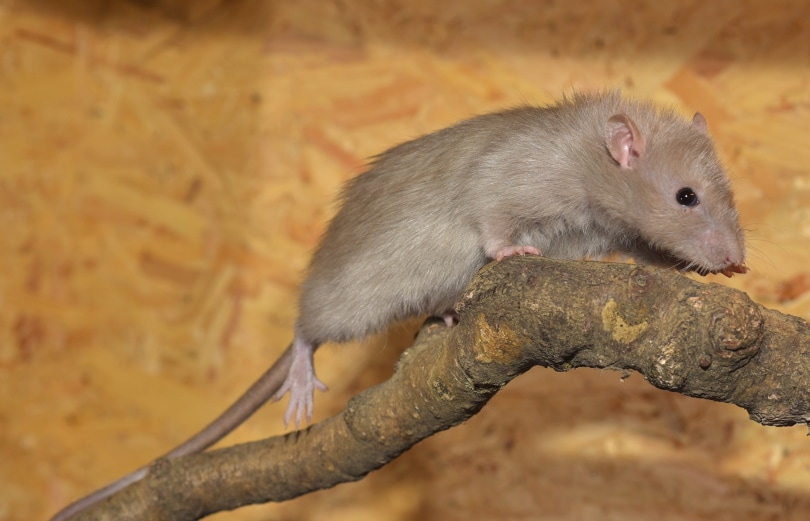पेड़ की टहनी में चूहा